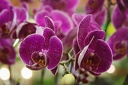 Longshan.Zoo.Flower.Market.Ximendig.2012.09.22.0077
