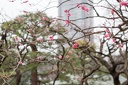 Tokyo.2015.0021