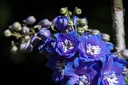 Montaigu.2012.06.23.0010