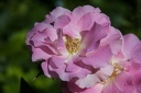 Montaigu.2012.06.23.0011