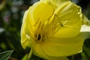 Montaigu.2012.06.23.0012