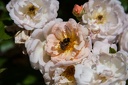 Montaigu.2012.06.23.0013