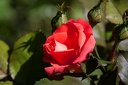 Montaigu.2012.06.23.0014
