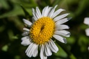 Montaigu.2012.06.23.0015