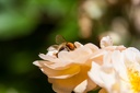 Montaigu.2012.06.23.0016