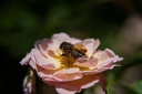 Montaigu.2012.06.23.0017