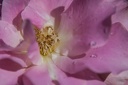 Montaigu.2012.06.23.0018