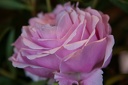 Montaigu.2012.06.23.0020