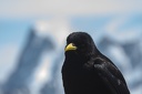 Picnic.a.l.aiguille.du.Midi.2013.04.22.0007