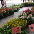 Longshan.Zoo.Flower.Market.Ximendig.2012.09.22.0054