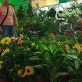 Longshan.Zoo.Flower.Market.Ximendig.2012.09.22.0060