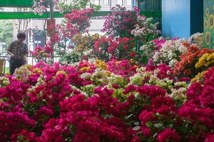 Longshan.Zoo.Flower.Market.Ximendig.2012.09.22.0062