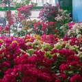 Longshan.Zoo.Flower.Market.Ximendig.2012.09.22.0062
