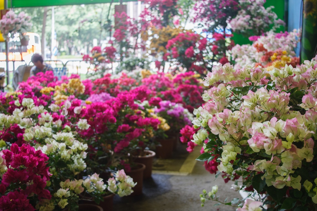 Longshan.Zoo.Flower.Market.Ximendig.2012.09.22.0063.JPG