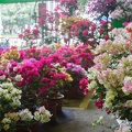 Longshan.Zoo.Flower.Market.Ximendig.2012.09.22.0063