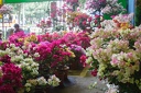 Longshan.Zoo.Flower.Market.Ximendig.2012.09.22.0063