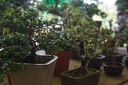 Longshan.Zoo.Flower.Market.Ximendig.2012.09.22.0056
